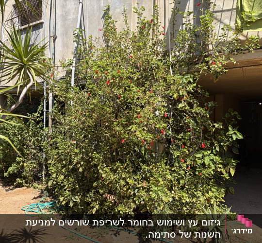 שיח גדול עם פרחים אדומים בחצר מבנה מגורים